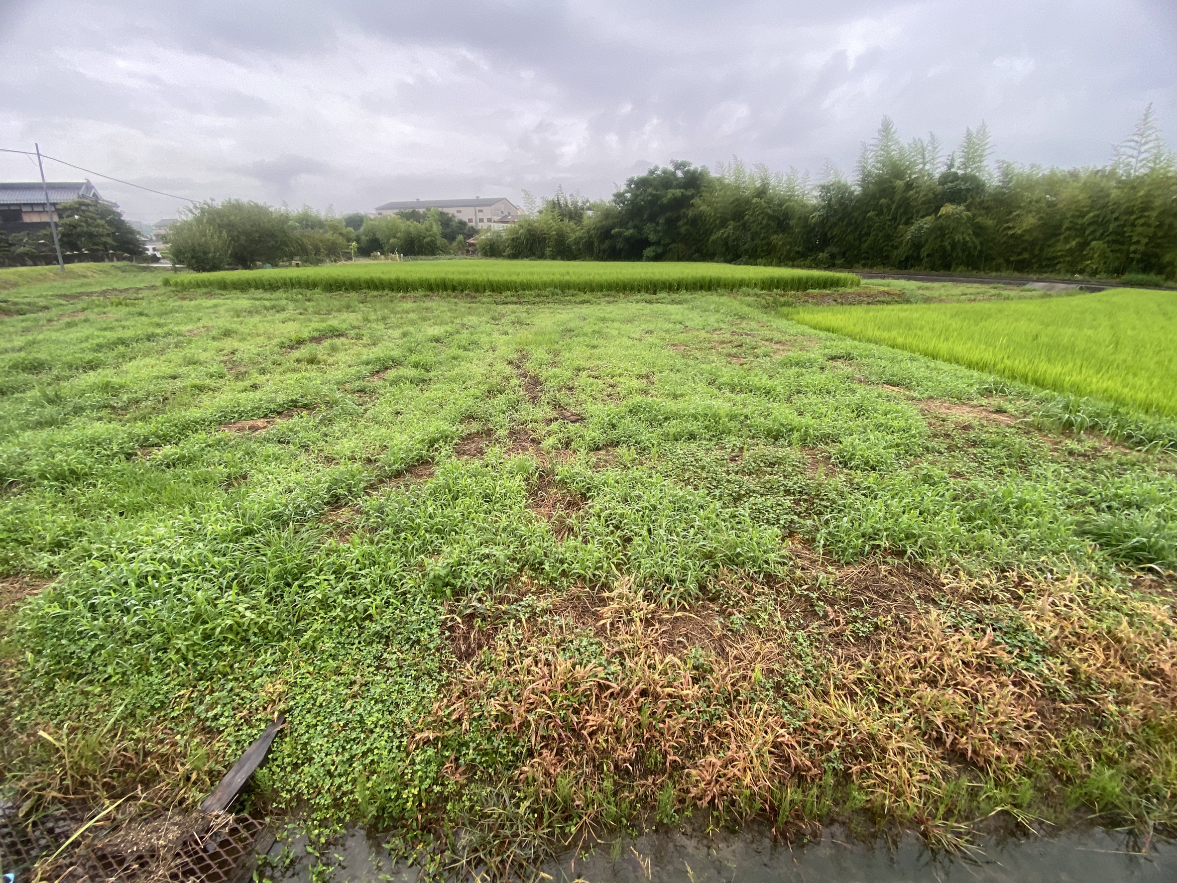 黒瀬町丸山の田んぼを売り出し開始します。