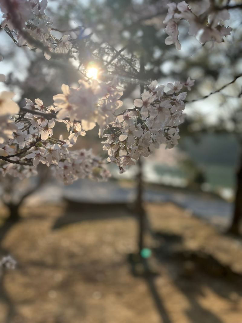 ご入学おめでとうございます！