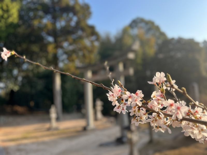 ご入学おめでとうございます！