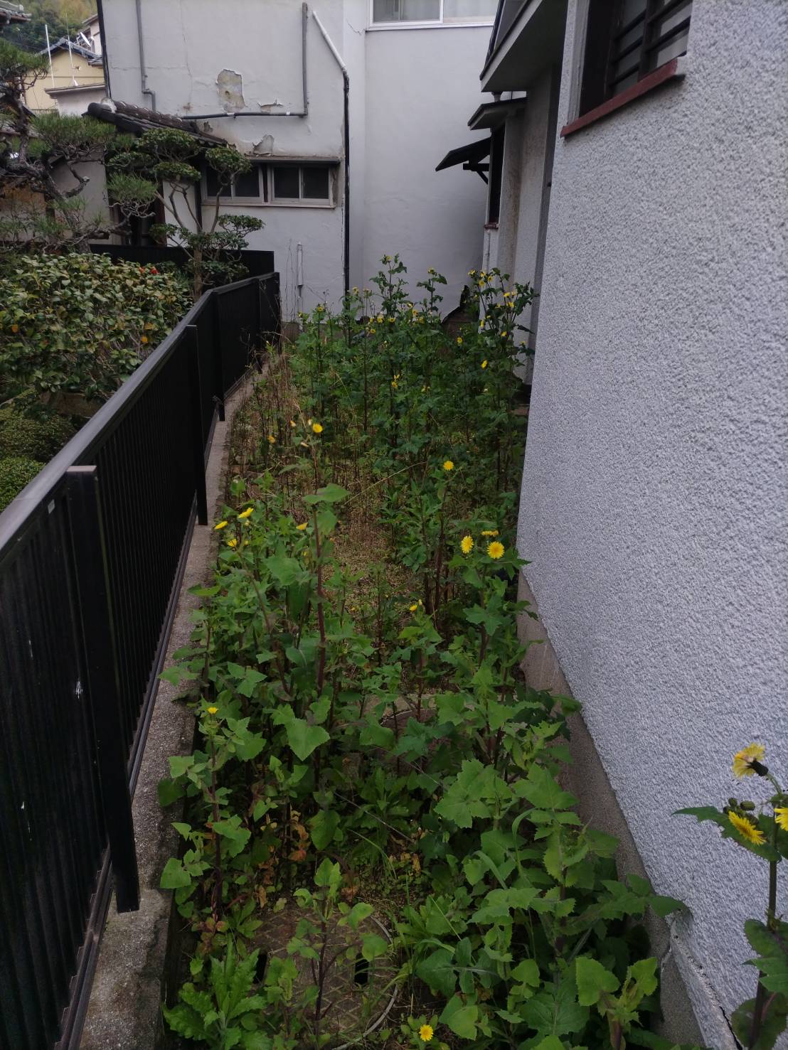 草の管理を行いました。