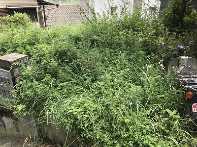 本日は昔からのお客様自宅庭の草刈をおこないました＾０＾