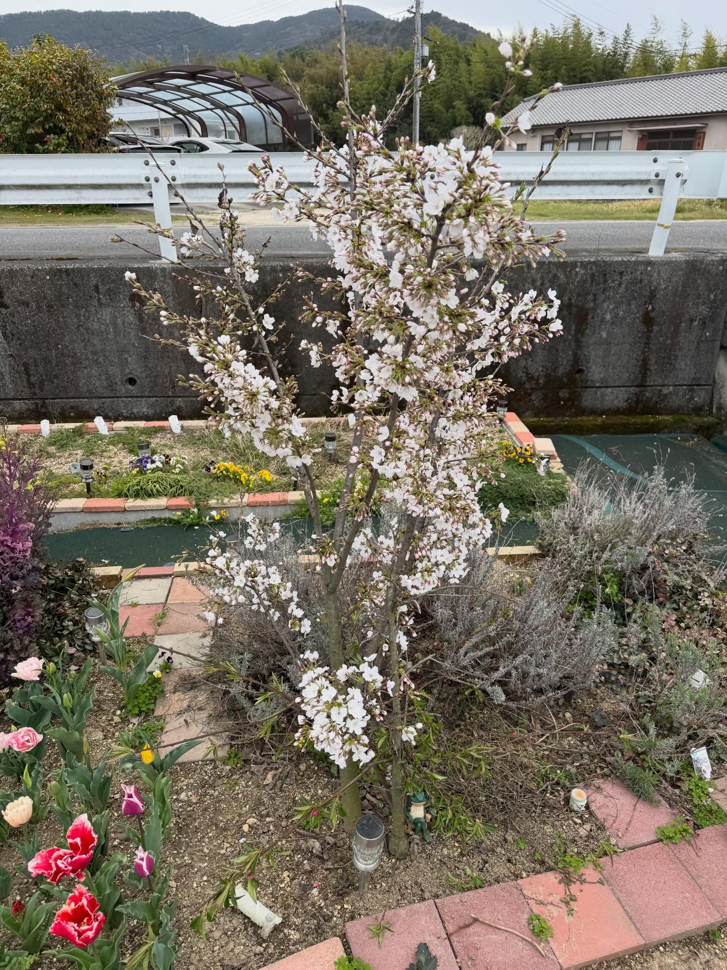 庭にも桜が咲きました