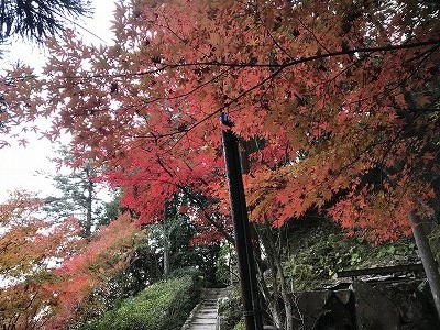 紅葉の季節ですね＾０＾
